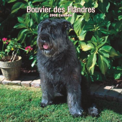 Bouvier des flandres 2008 square wall calendar. - Jvc kw nt1e kw nt1j service manual.