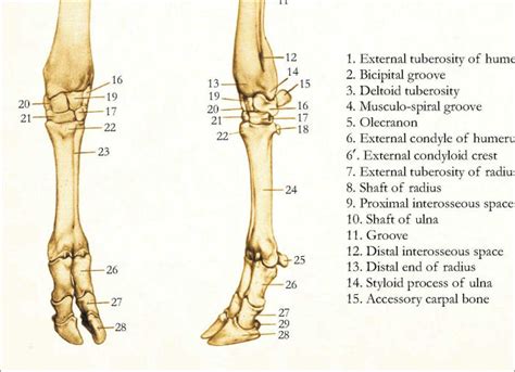 Bovine Forelimb - Anatomy & Physiology - WikiVet English