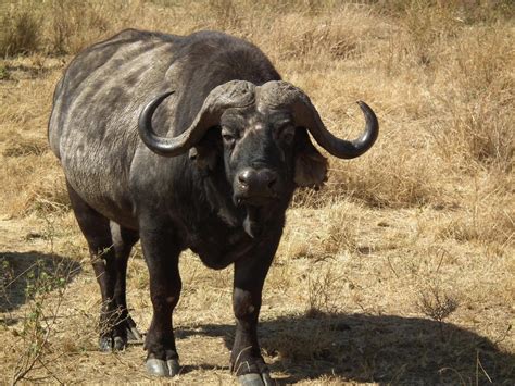 Bovine that gives its name to mozzarella