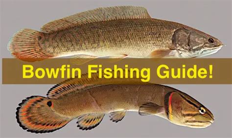 Bowfin: Discover how to identify and tips to catch - Take Me Fishing