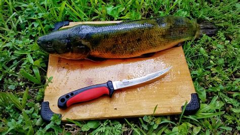 Bowfin - Any good to eat? Ohio Game Fishing