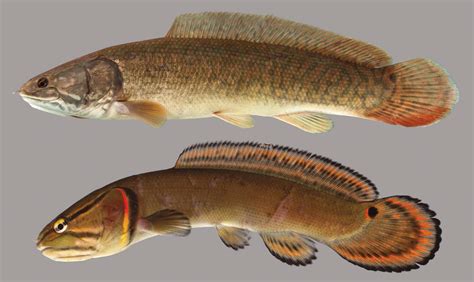 Bowfin Species Profile :: AquariumDomain.com