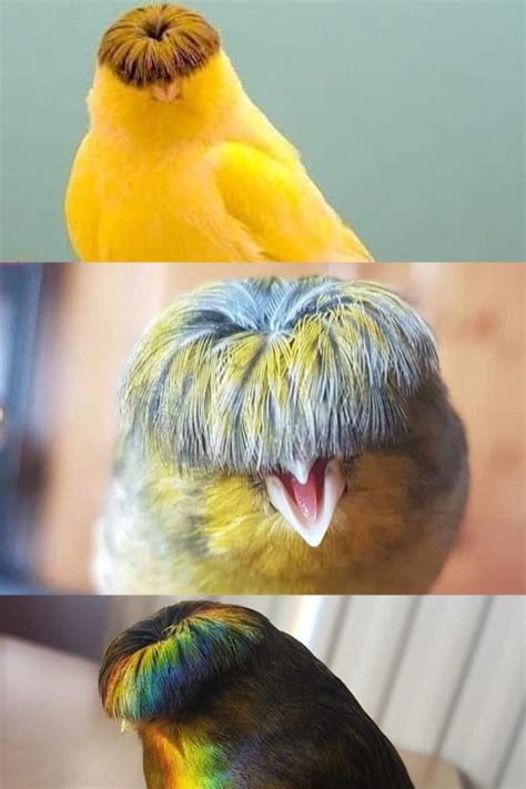 Bowl Cut Bird - Etsy