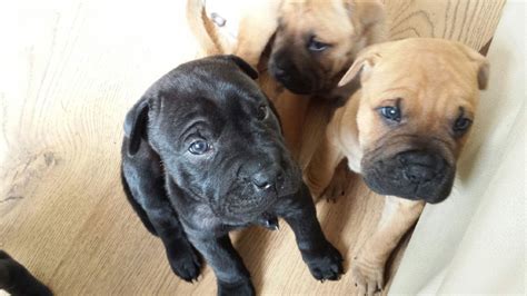 Box A Shar Puppies For Sale