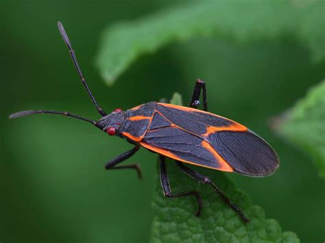 Box beetles. Boxelder bugs are black with reddish or orange markings on their back. They look like a somewhat flattened, elongated oval and are about ½-inch long. The nymphs (immature … 