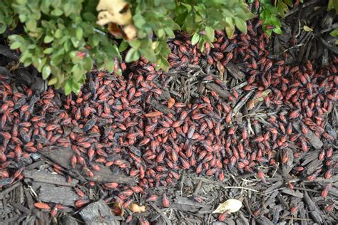 Box elder bug infestation. May 9, 2023 · Flower Insects. Boxelder bugs, adults and nymphs. Photo: Steven Katovich, Bugwood.org. Updated: May 9, 2023. About boxelder bugs. The boxelder bug (Boisea … 