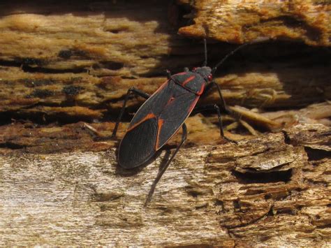 Boxelder Bug, Boisea trivittatus – Wisconsin …