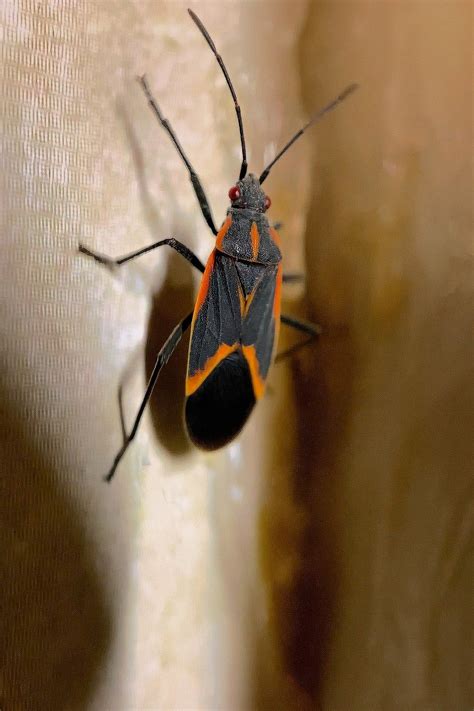 Boxelder bug spiritual meaning. Bugs make their way inside homes when the weather turns cold. Boxelder bugs get their name from the tree of the same name. When the weather turns cold, the black and red bugs like to come inside ... 