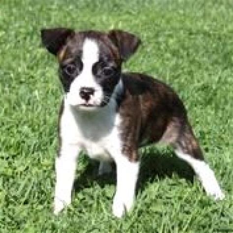 Boxer Boston Terrier Mix Puppies For Sale Near Me
