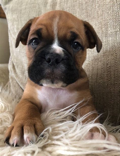 Boxer Bulldog Puppies For Sale In Nc