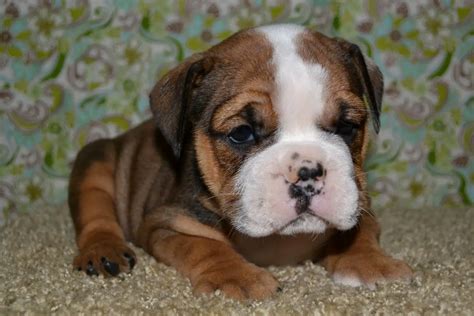 Boxer English Bulldog Mix Puppies For Sale