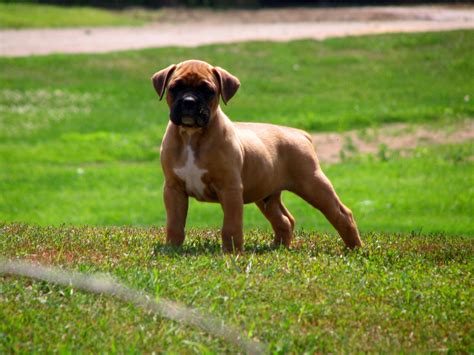 Boxer Fawn Puppies