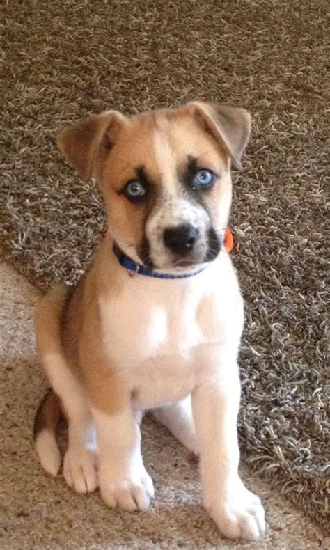 Boxer Husky Puppies For Sale