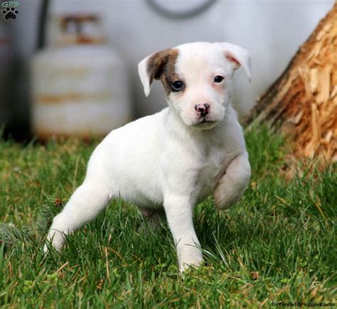 Boxer Jack Russell Mix Puppies