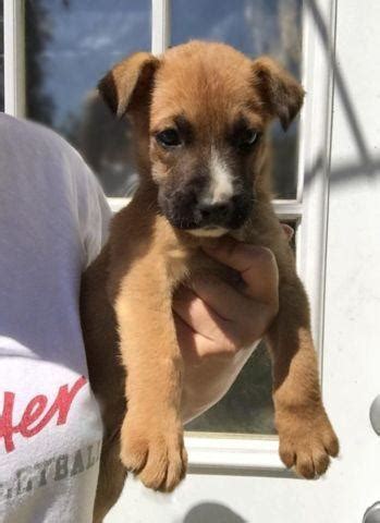 Boxer Mix Puppies For Sale In Washington State