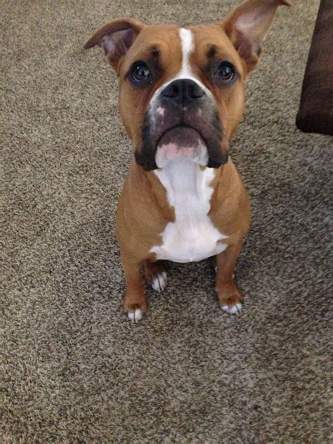 Boxer Mixed With Pitbull Puppies For Sale