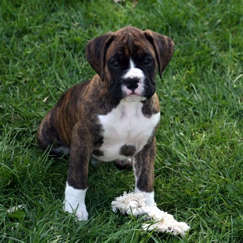 Boxer Puppies - Westchester Puppies