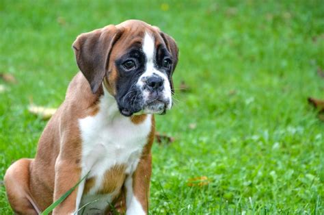 Boxer Puppies 1 Month