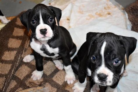 Boxer Puppies Chicagoland