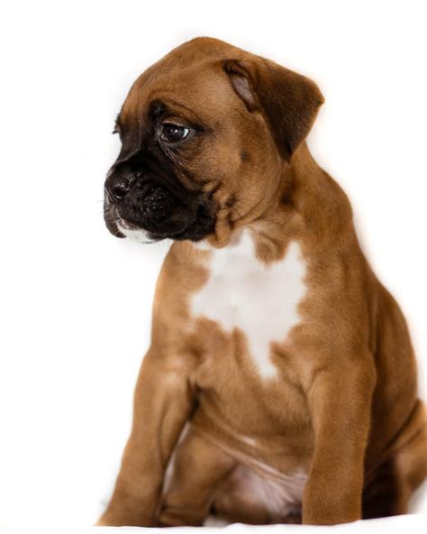 Boxer Puppies Clearwater Fl