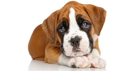 Boxer Puppies Crying