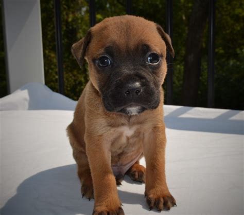 Boxer Puppies For Adoption In Kentucky