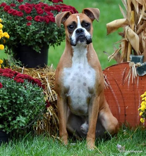 Boxer Puppies For Adoption In Md