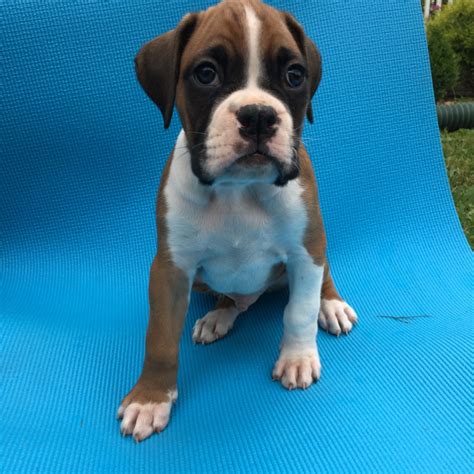 Boxer Puppies For Adoption In New Jersey