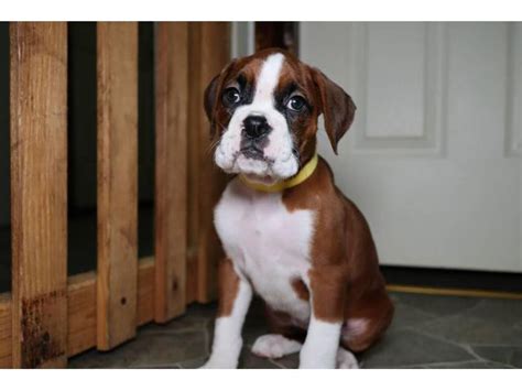 Boxer Puppies For Sale By Owner Near Me