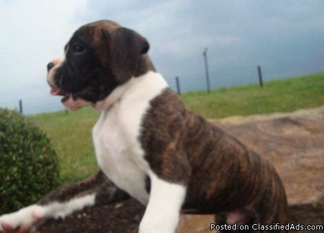 Boxer Puppies For Sale Coeur D Alene Id