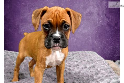 Boxer Puppies For Sale Craigslist Inland Empire