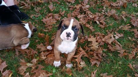 Boxer Puppies For Sale Grand Rapids, MI #171290