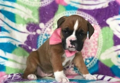 Boxer Puppies For Sale In Anderson Sc