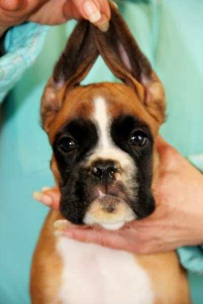 Boxer Puppies For Sale In Augusta Ga