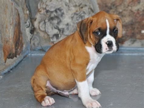 Boxer Puppies For Sale In Az