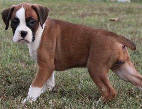Boxer Puppies For Sale In Baton Rouge Louisiana