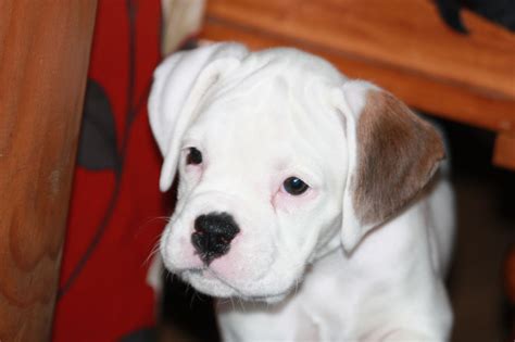 Boxer Puppies For Sale In Beckley Wv