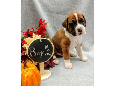 Boxer Puppies For Sale In Carrollton Ga