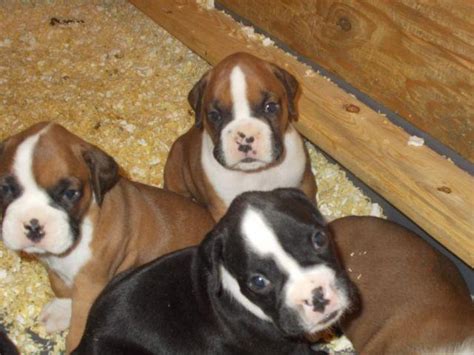 Boxer Puppies For Sale In Colorado Springs