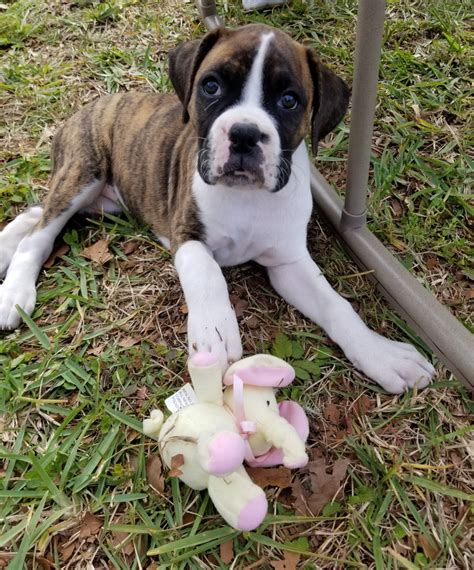 Boxer Puppies For Sale In Fl