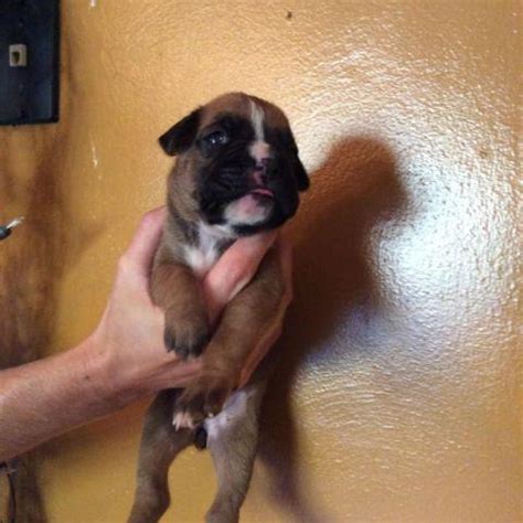 Boxer Puppies For Sale In Greensburg Pa