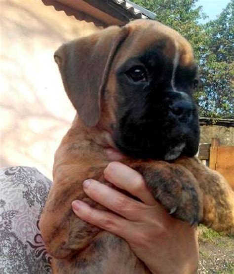 Boxer Puppies For Sale In Hattiesburg Ms