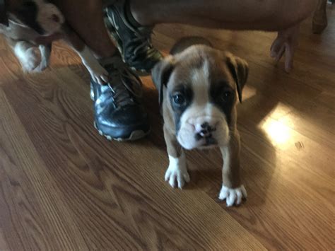 Boxer Puppies For Sale In Huntington Wv