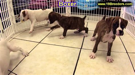 Boxer Puppies For Sale In Kearney Nebraska