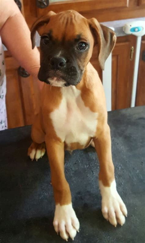 Boxer Puppies For Sale In Kentucky