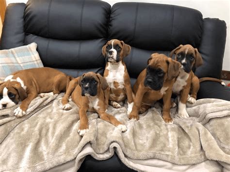 Boxer Puppies For Sale In Las Vegas Nv