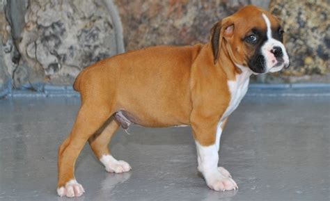 Boxer Puppies For Sale In Louisville Kentucky