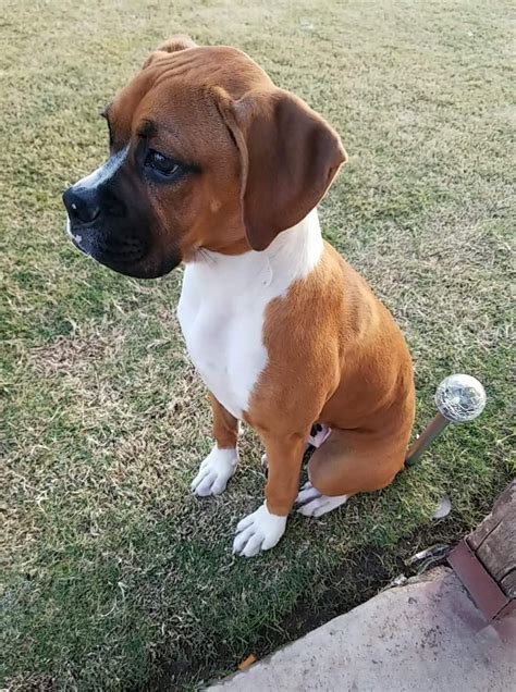 Boxer Puppies For Sale In Mesa Az