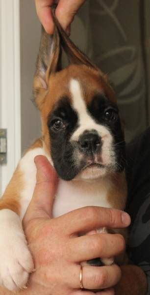 Boxer Puppies For Sale In Myrtle Beach Sc