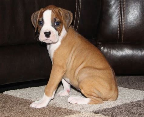 Boxer Puppies For Sale In Nd